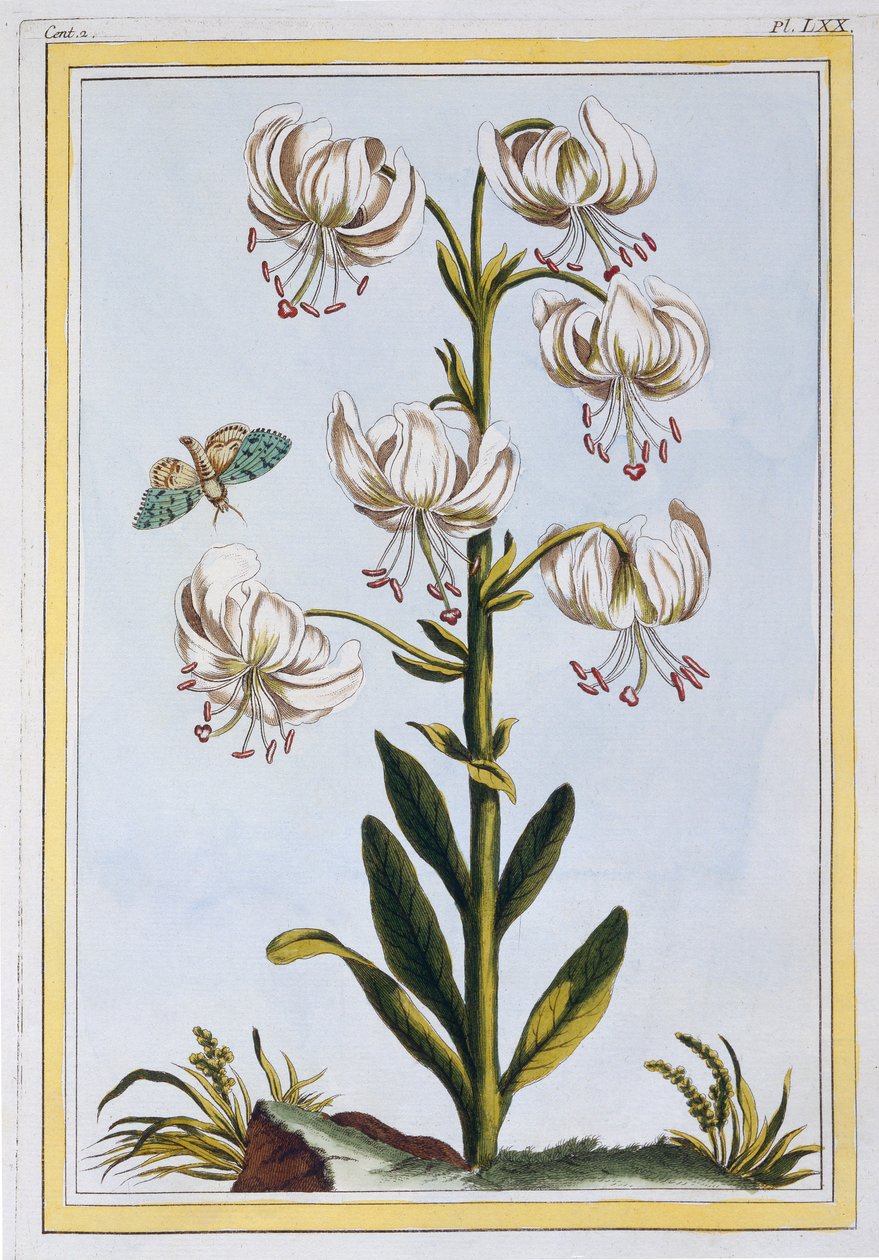 Le Martagan Blanc - Pierre Joseph Buchoz