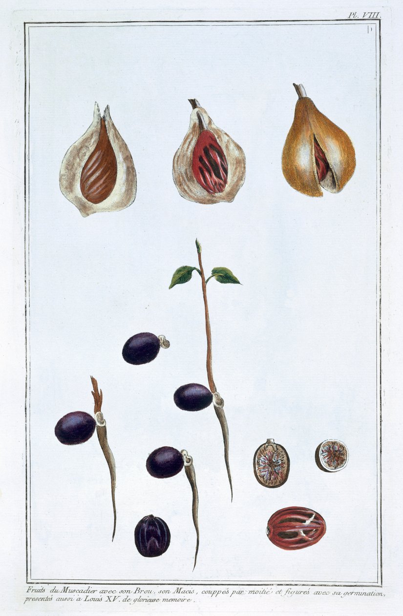 Noix de muscade, vers 1751-1807 - Pierre Joseph Buchoz