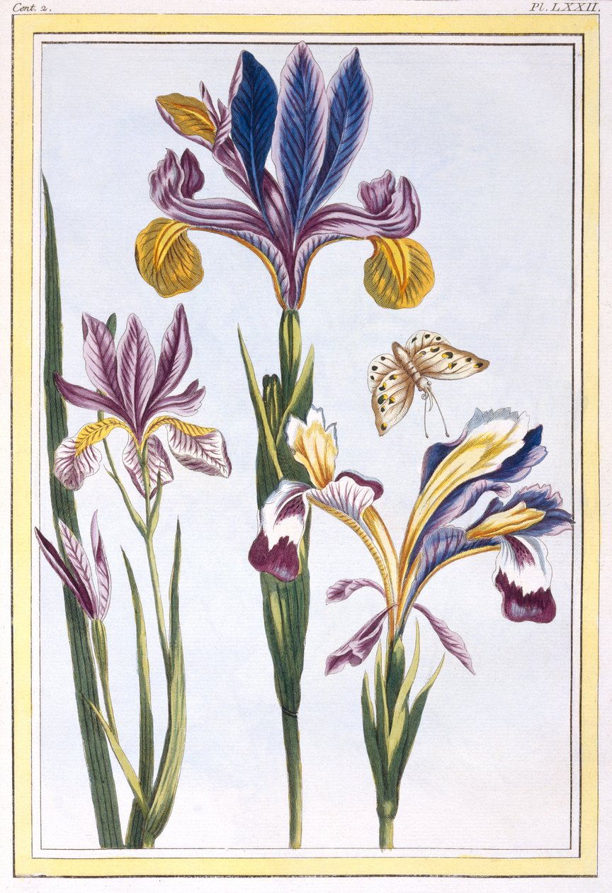Iris varié, vers 1776 - Pierre-Joseph Buchoz