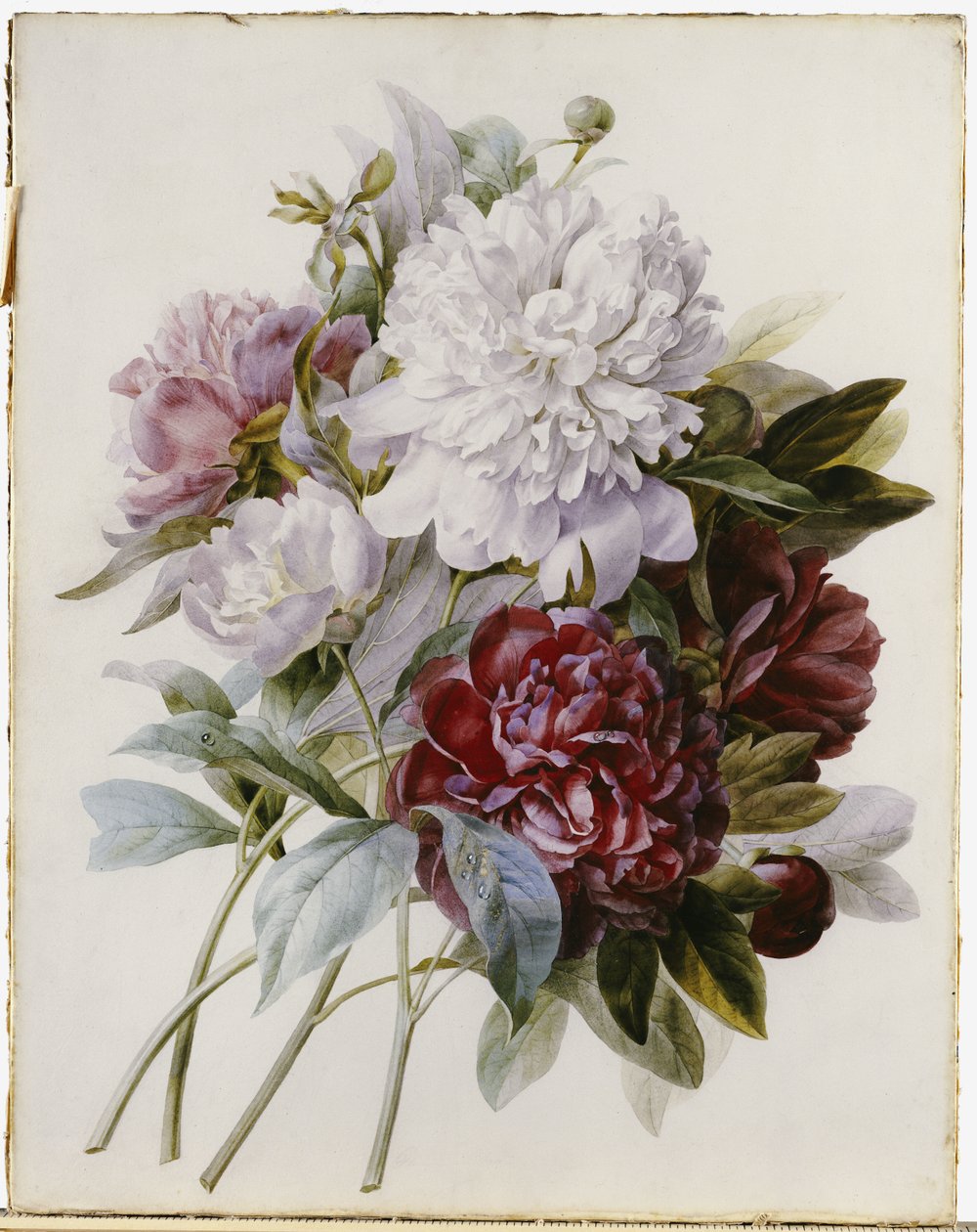 Un bouquet de pivoines rouges, roses et blanches - Pierre Joseph Redouté