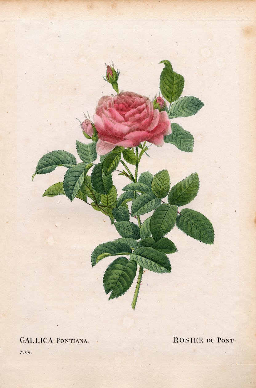 Rose d