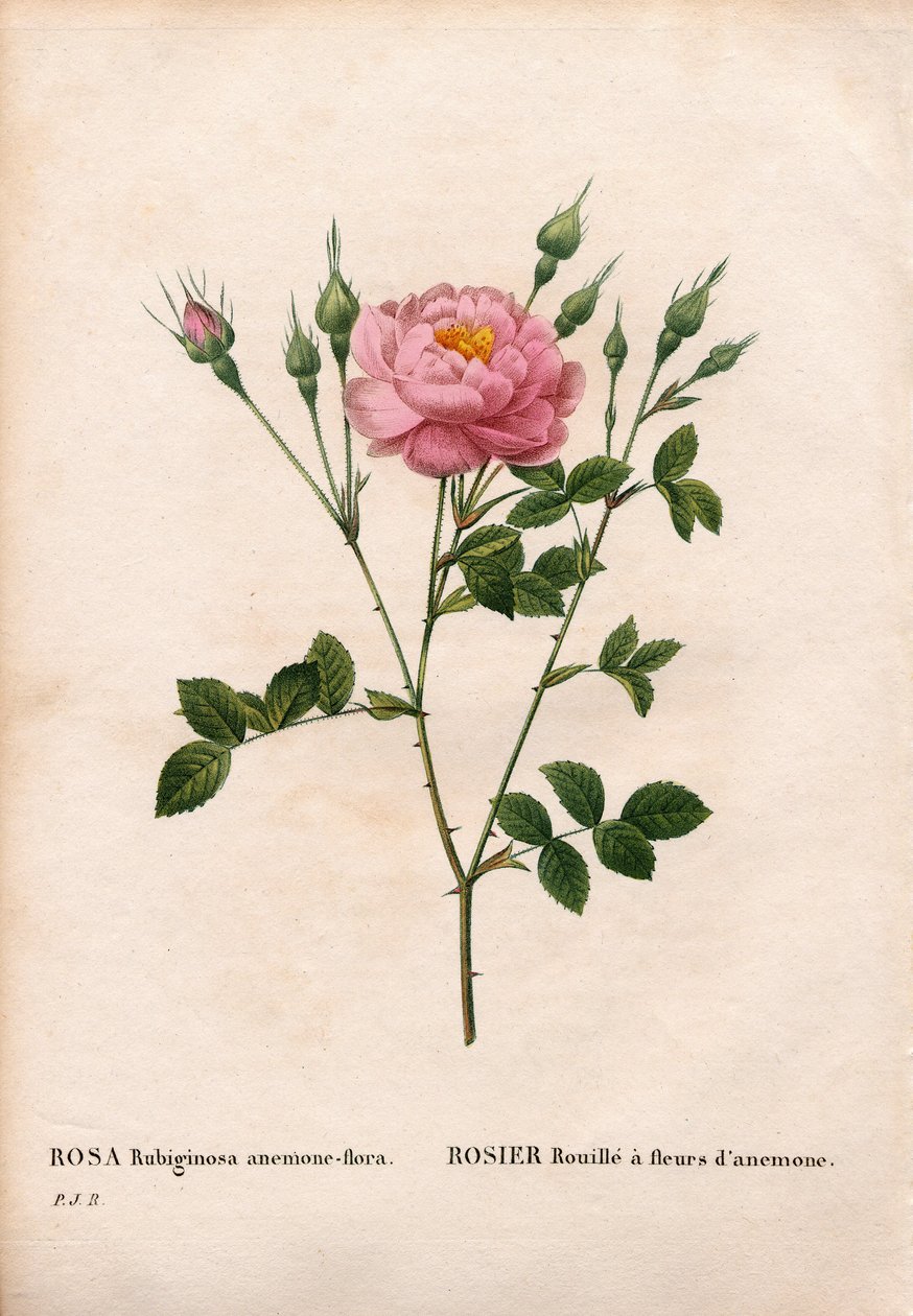 Rose églantine à fleurs d