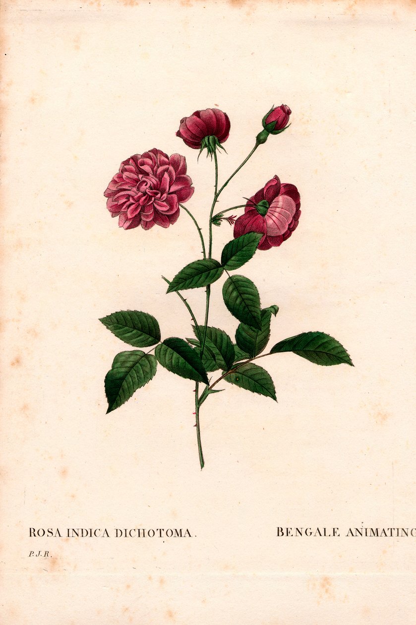 Rose de Chine animée, Rosa chinensis hybride, La Bengale animée. Gravure en taille-douce en couleur de Pierre Joseph Redouté, « Les Roses », Paris - Pierre Joseph Redouté