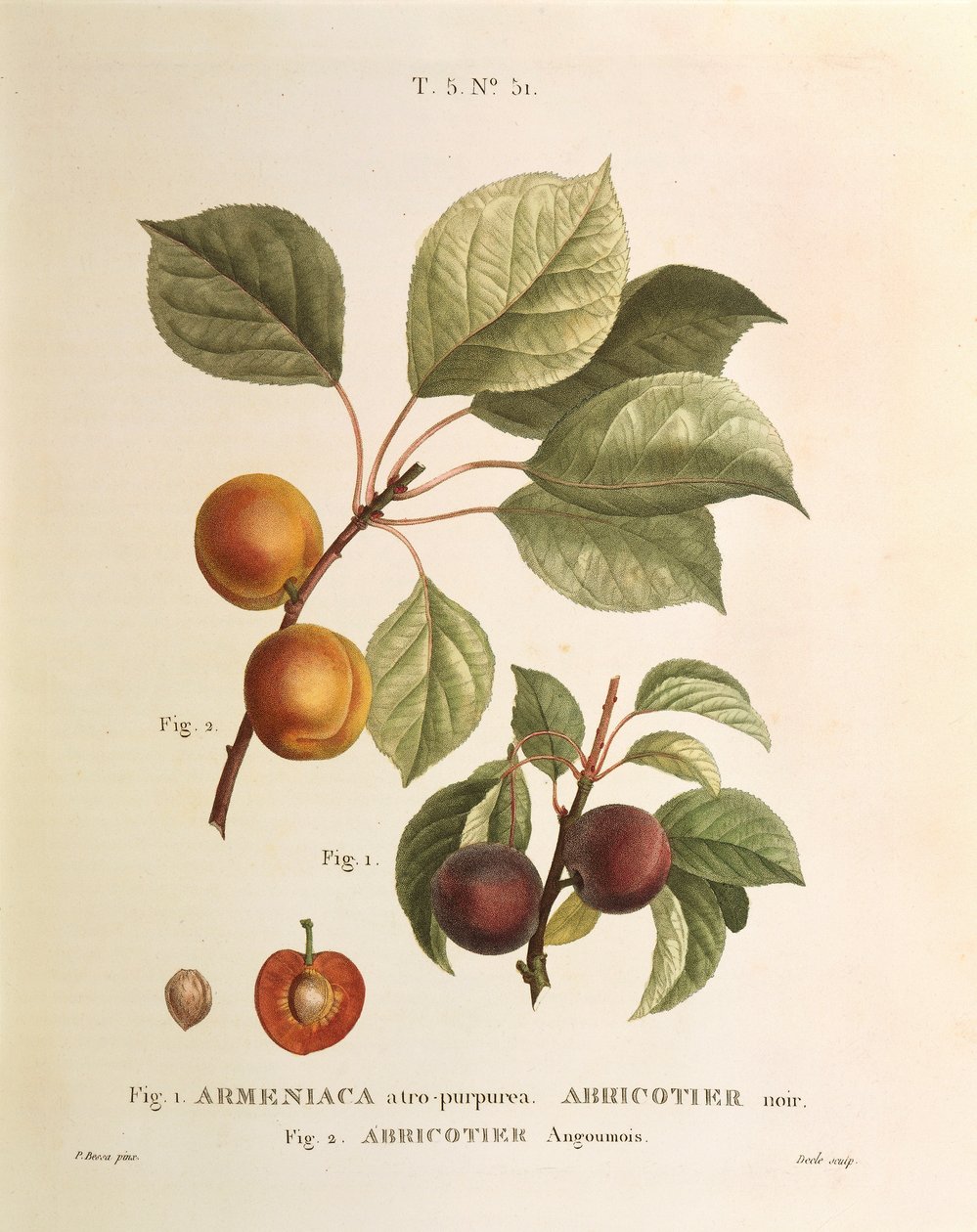 Abricot noir et variétés d