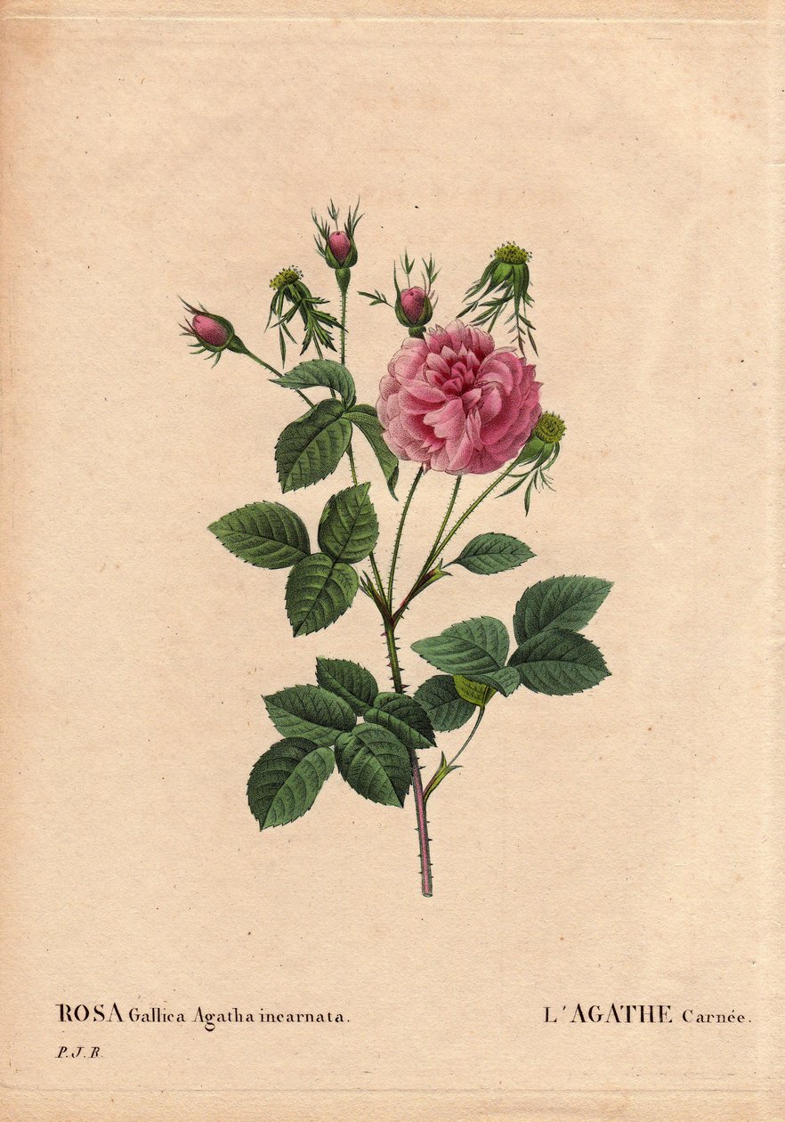 Planche botanique, fleur, rose variété : Agathe carnée (Rosa gallica agatha incarnata) - Pierre Joseph Redouté