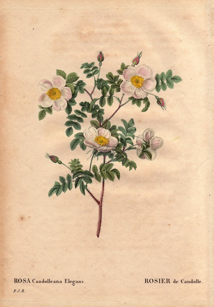 Planche botanique, Fleur, Rose Variété : Rose blanche de Candolle ou Rose de Candolle (Rosa candolleana elegans). Rose sauvage, découverte en Europe du Sud et nommée De Candolle en 1819. Dans « Les Roses », Volume 2 par Pierre Joseph Redouté (1759-1840) - Pierre Joseph Redouté