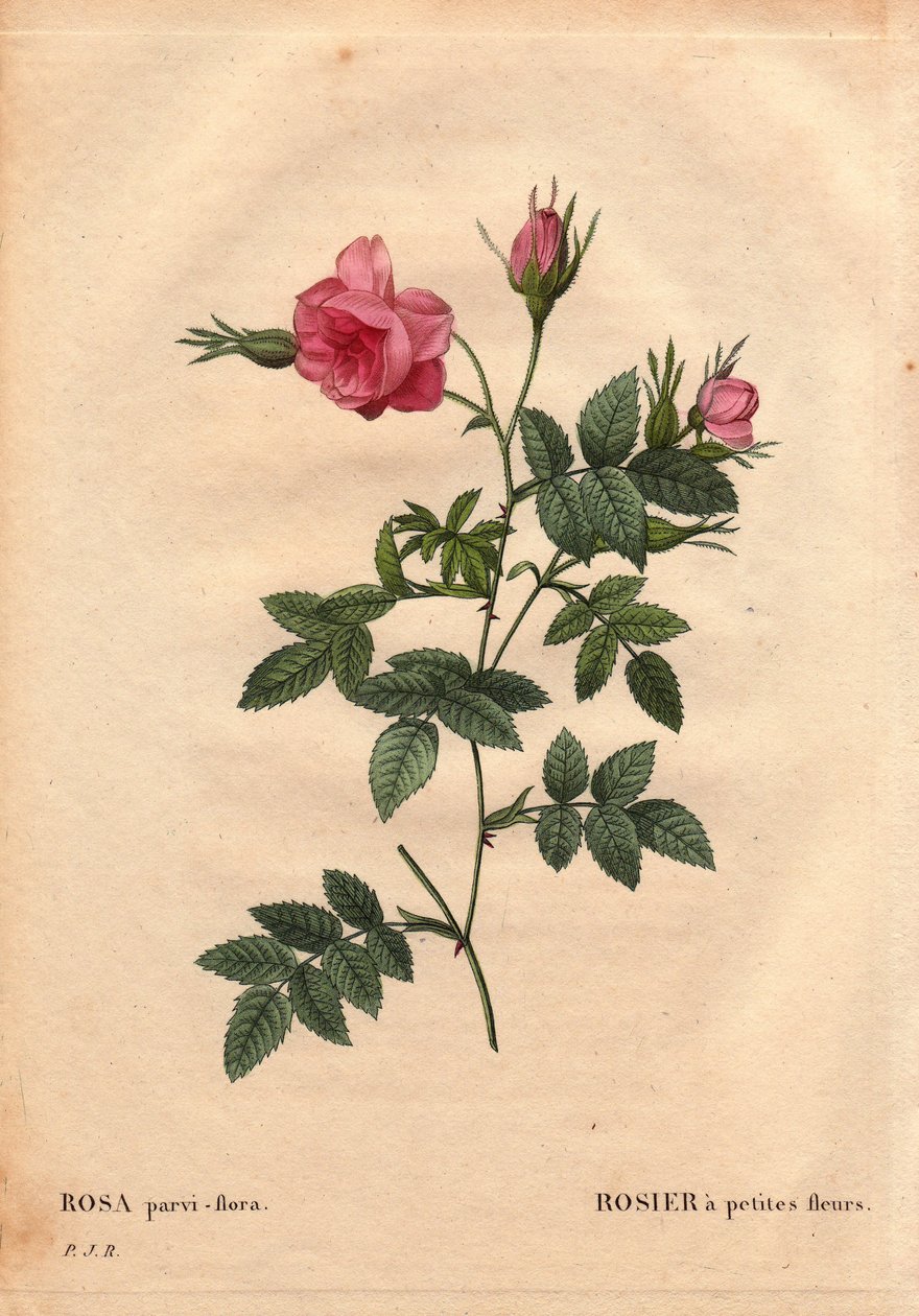 Planche botanique, fleur, variété de rose : Rose à petites fleurs (Rosa parvi-flora ou Rosa parvi flora) d