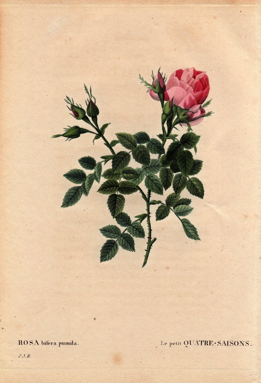 Planche botanique, Fleur, Rose Variété : Les Quatre Saisons (Quatre Saisons). En latin : Rosa bifera pumila, cultivée par Monsieur Noel, Paris, France, avant 1824. Dans « Les Roses », Volume 2 par Pierre Joseph Redouté (1759-1840) - Pierre Joseph Redouté
