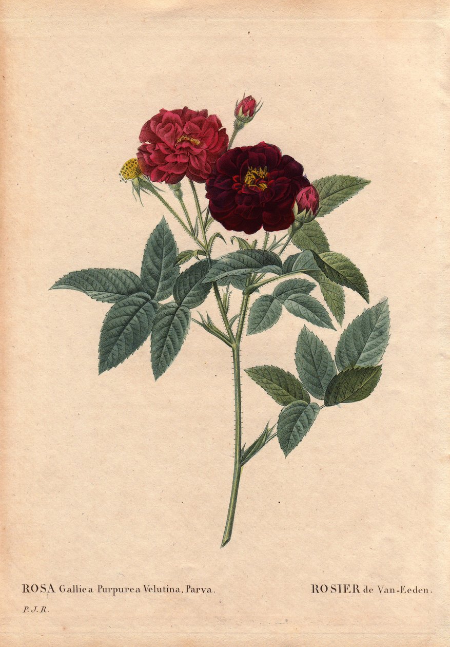 Planche botanique, Fleur, Rose Variété : Rose Van Eeden (Rosa Gallica Purpurea Velutina Parva). Cultivée aux Pays-Bas par Van Eeden avant 1810. Dans « Les Roses », Volume 2 par Pierre Joseph Redouté (1759-1840) - Pierre Joseph Redouté