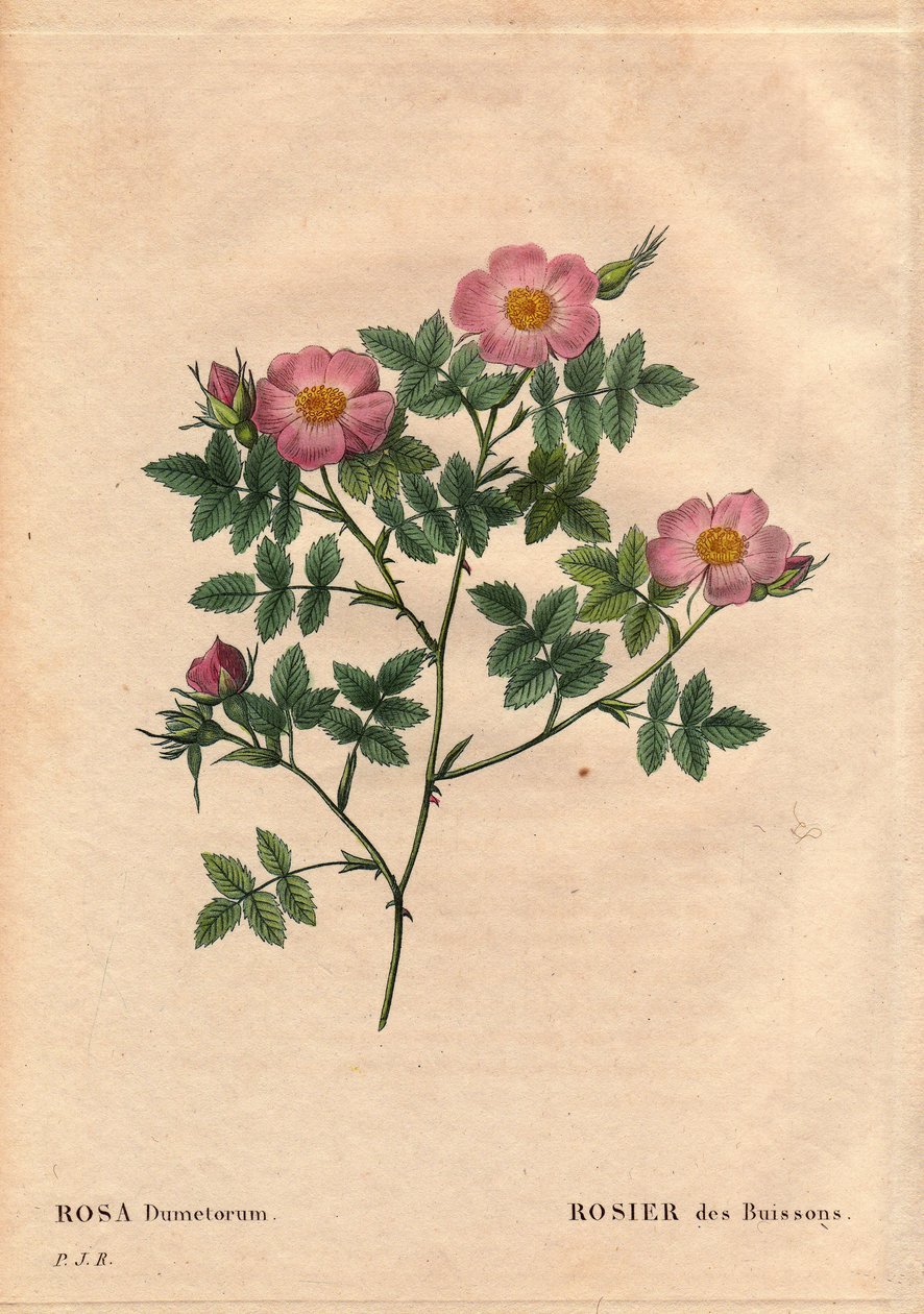 Planche botanique, Fleur, Rose Variété : Rosier buissonnant (Rosa dumetorum). De la famille des roses canines d