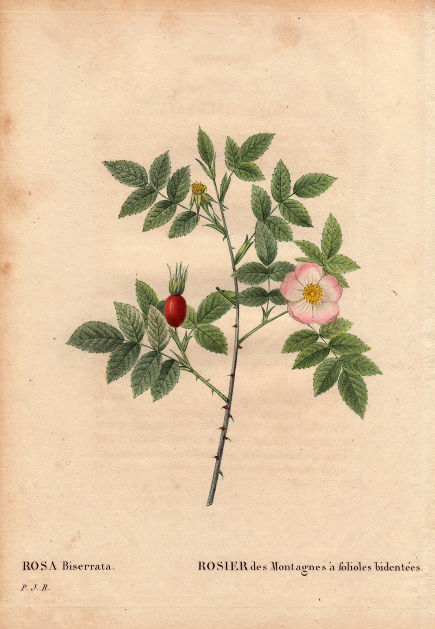 Planche botanique, fleur, rose variété : Rose des montagnes à folioles bidentées (Rosa Biserrata). Collectée par le Docteur Mérat avant 1812 au Mont Valérien près de Paris, France. Dans « Les Roses », Volume 2 par Pierre Joseph Redouté (1759-1840) - Pierre Joseph Redouté