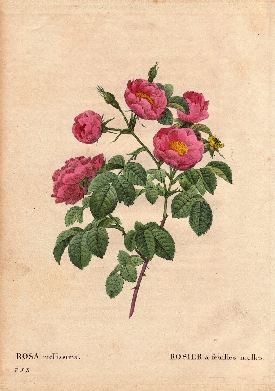 Planche botanique, fleur, rose variété : Rose à feuilles molles (Rosa mollissima flora submultiplici). Variété de rose mollis, avant 1821. Dans « Les Roses », Volume 2 par Pierre Joseph Redouté (1759-1840) - Pierre Joseph Redouté