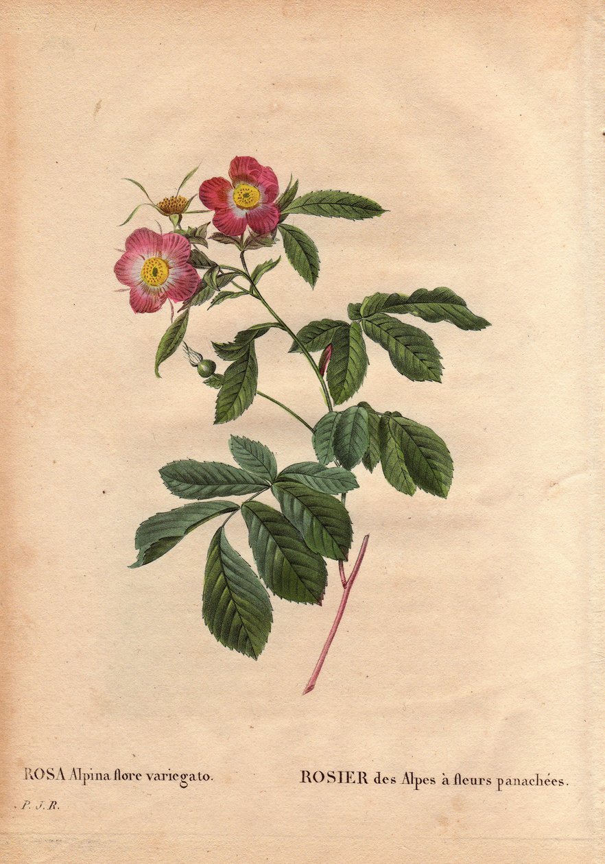 Planche botanique, fleur, rose variété : Rose des Alpes à fleurs panachées (Rosa alpina flora variegato) - Pierre Joseph Redouté