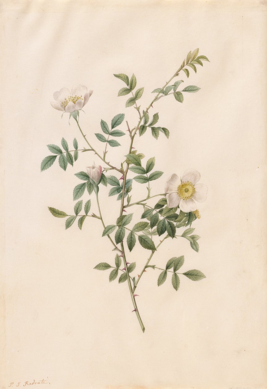Églantier ou Rosier des chiens (Rosa Sepium Rosea) - Pierre Joseph Redouté