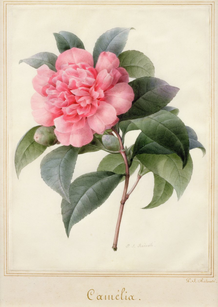 Camélia - Pierre Joseph Redouté