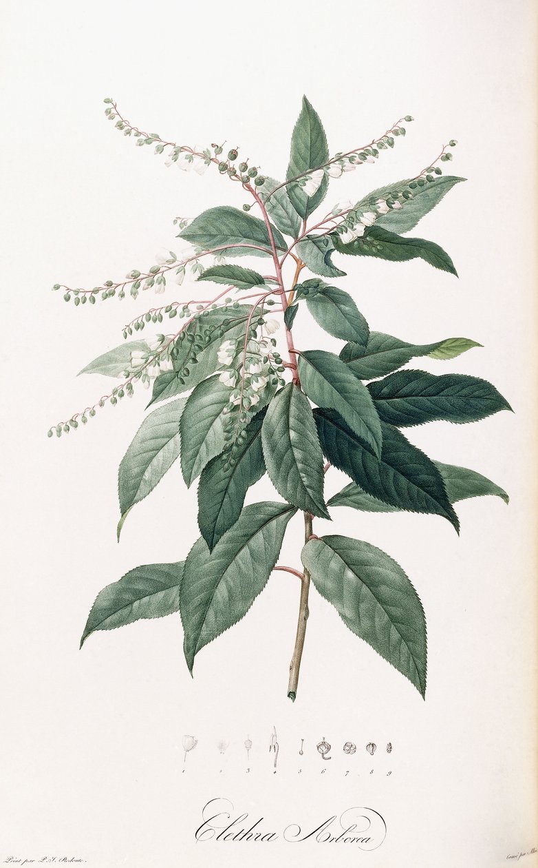 Clethra Arborea - Pierre Joseph Redouté