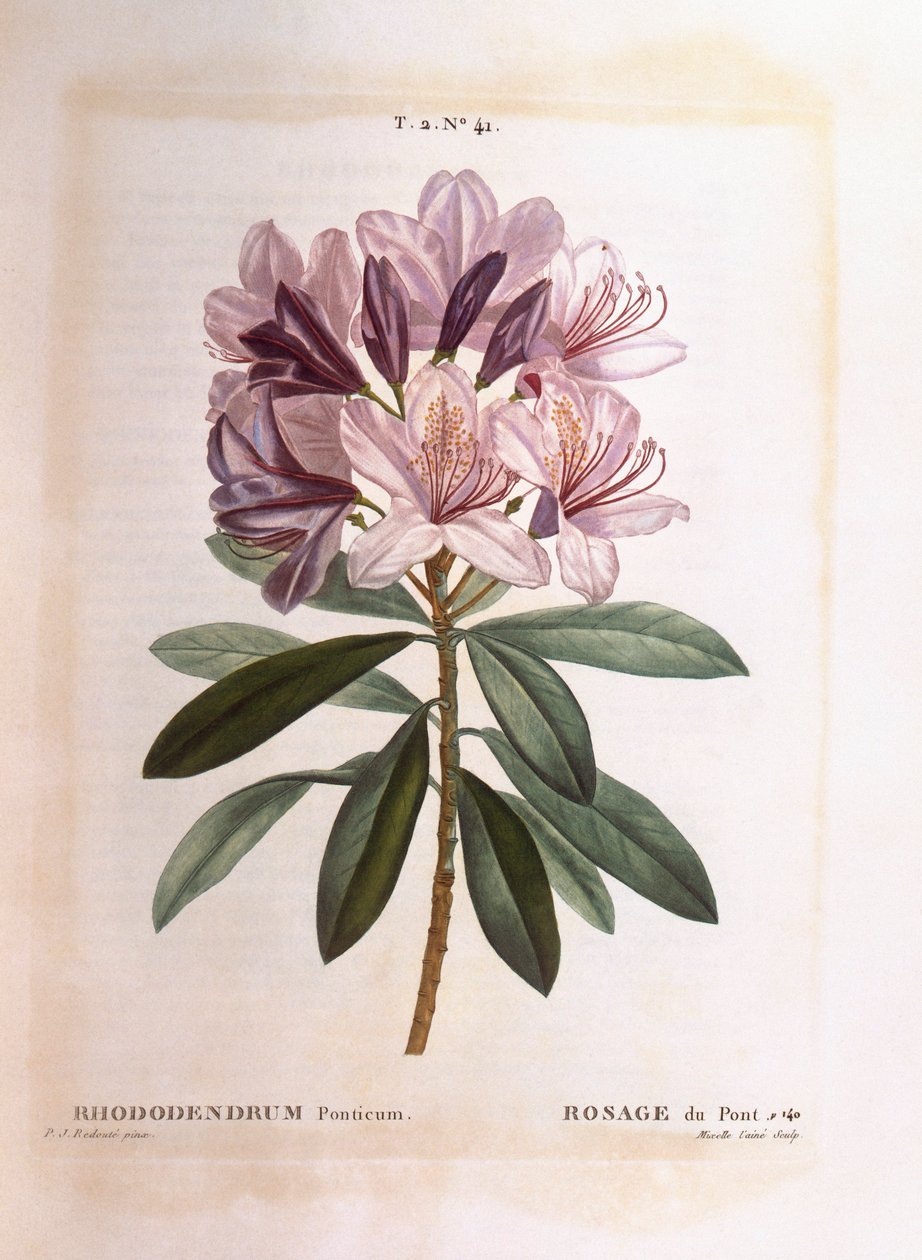 Rhododendron commun, Henry Louis Duhamel du Monceau, planche botanique par Pierre Joseph Redouté - Pierre Joseph Redouté