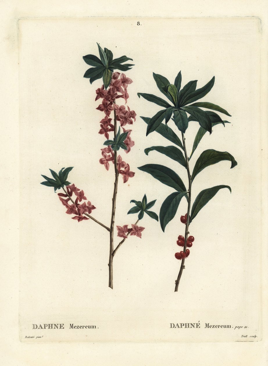 Daphné ou bois-joli, Daphne mezereum. Gravure en couleur par Troll d