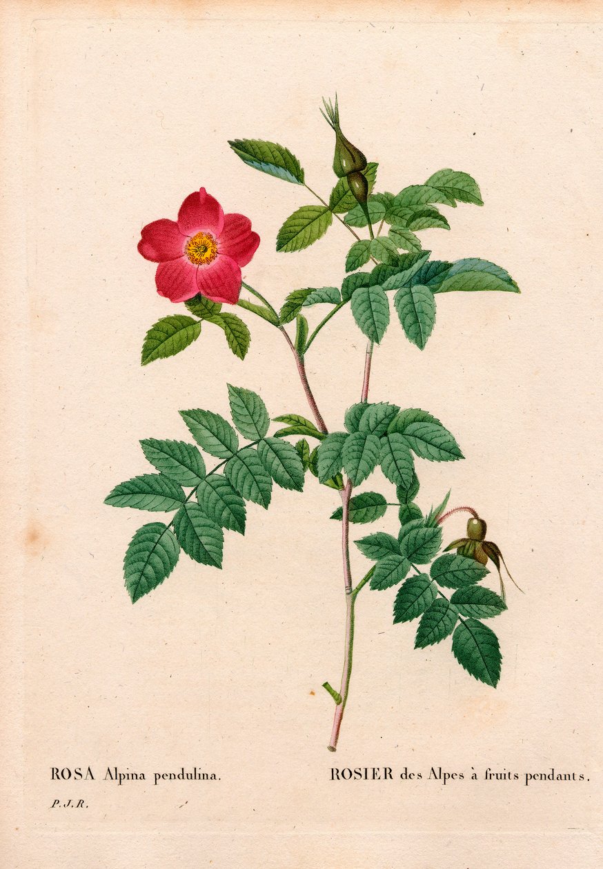 Rose alpine fruitée, Rosa pendulina. Gravure au pointillé en couleur de Pierre Joseph Redouté « Les Roses », Paris - Pierre Joseph Redouté