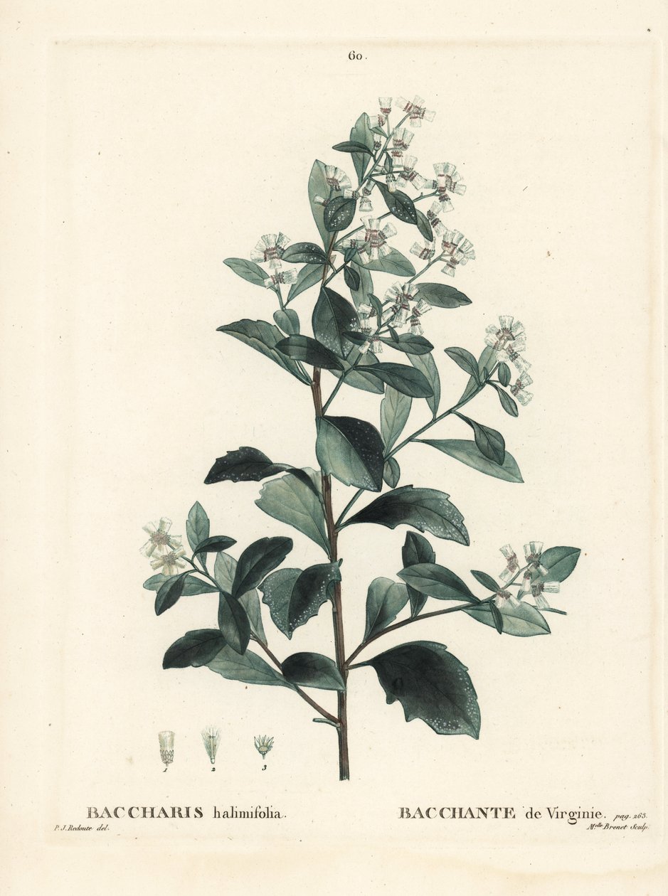 Baccharis à feuilles d