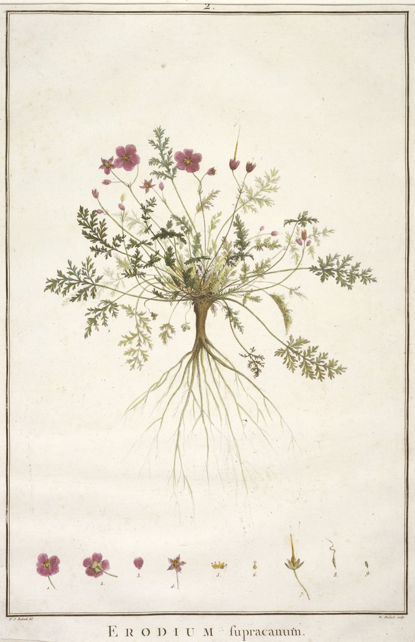 Erodium supracanum, du Geraniologia, seu Erodii, Pelargonii, Monsoniae et Grieli historia iconibus illustrata, 1787-88 - Pierre Joseph Redouté