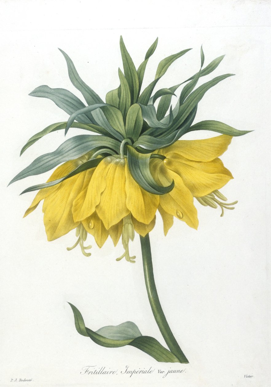 Fritillaire, Impériale variété jaune, du Choix Des Plus Belles Fleurs et des Plus Beaux Fruits, 1827 - Pierre Joseph Redouté