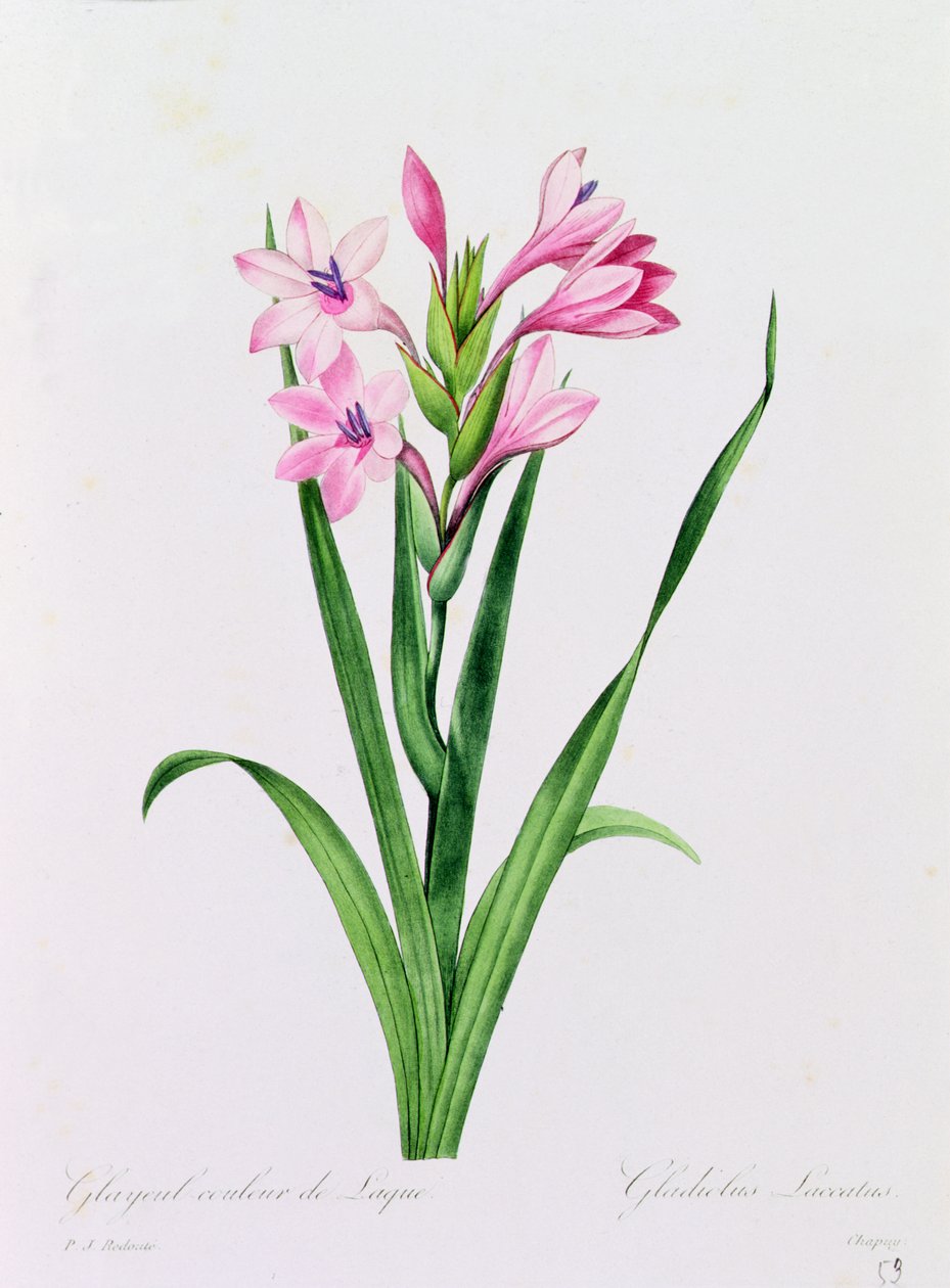 Glayeul couleur de laque - Pierre Joseph Redouté