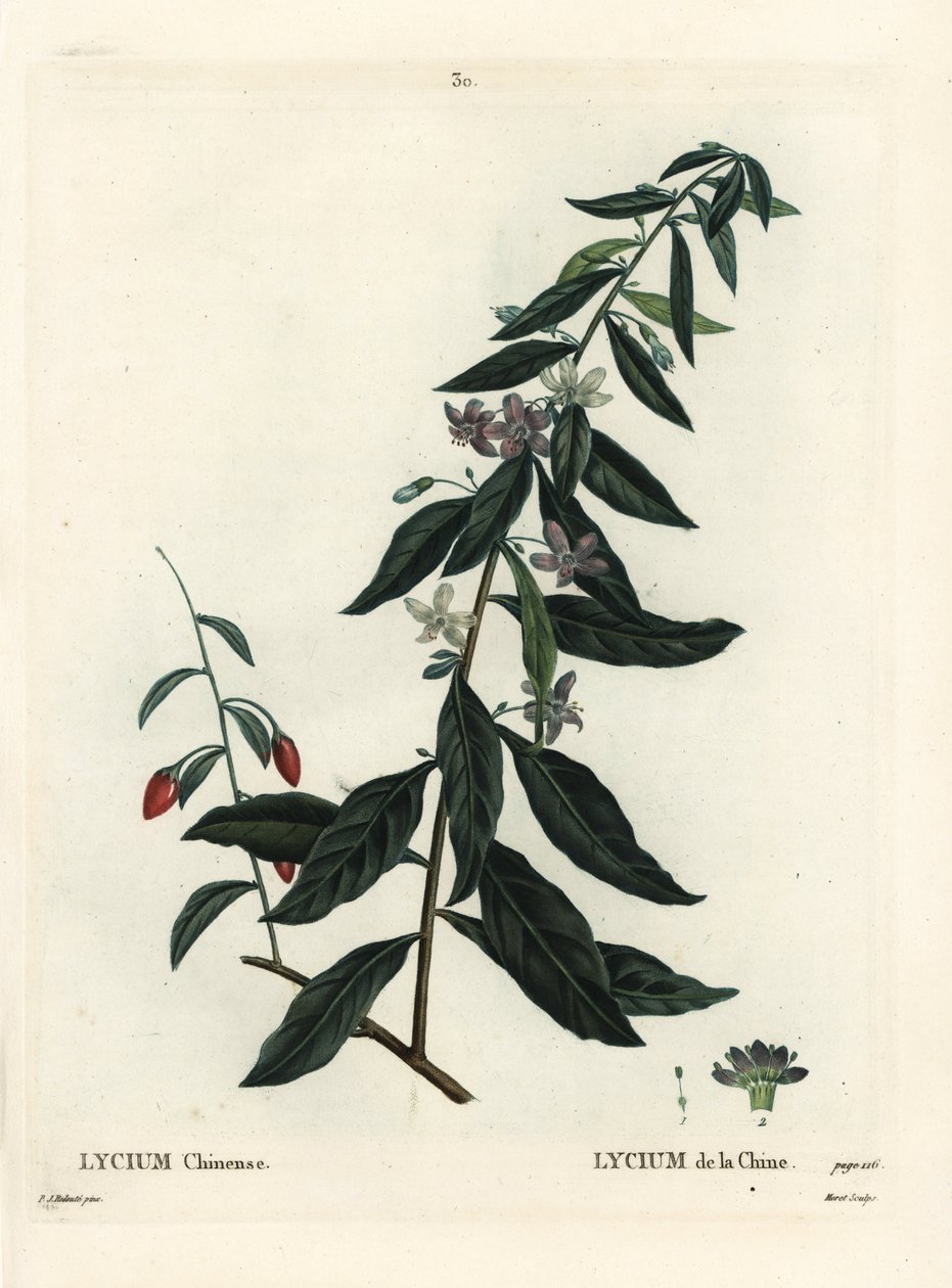 Baie de goji ou lyciet de Chine, Lycium chinense. Gravure en manière noire colorée à la main par Moret d