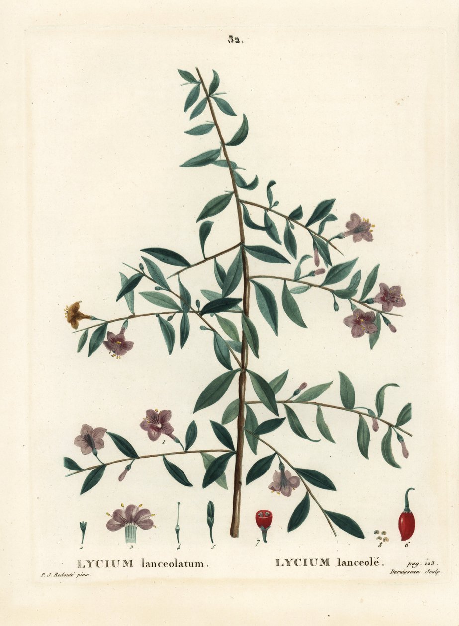 Baie de goji ou lyciet de Barbarie, Lycium barbarum. Gravure en manière de crayon par Du Ruisseau d