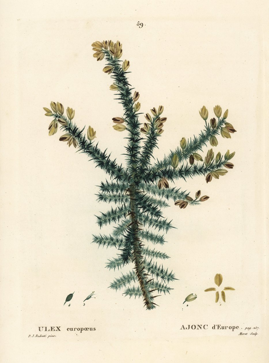 Ajonc, Ulex europaeus. Gravure en manière de crayon par Moret d