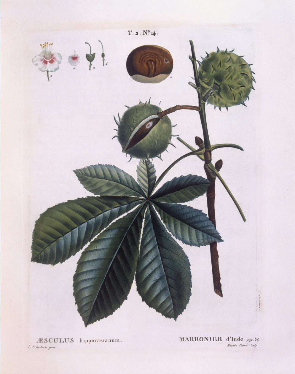 Marronnier d