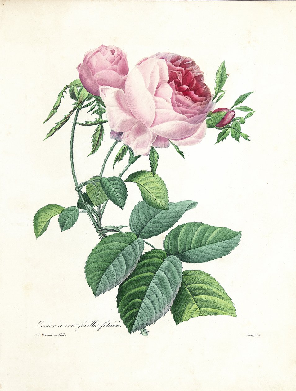 Rose à cent feuilles, gravée par Langlois, de 