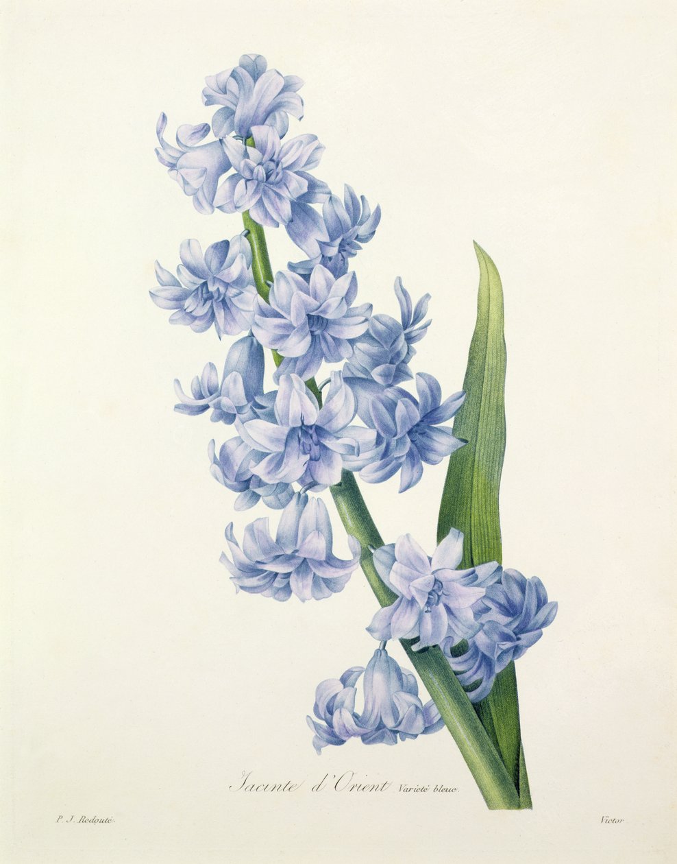 Hyacinthus orientalis (jacinthe commune), gravée par Victor, de 