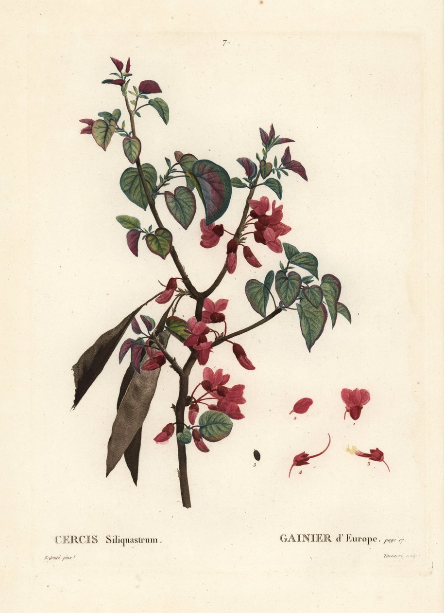 Arbre de Judée, Cercis siliquastrum. Gravure en stipple colorée à la main par Tassaert d