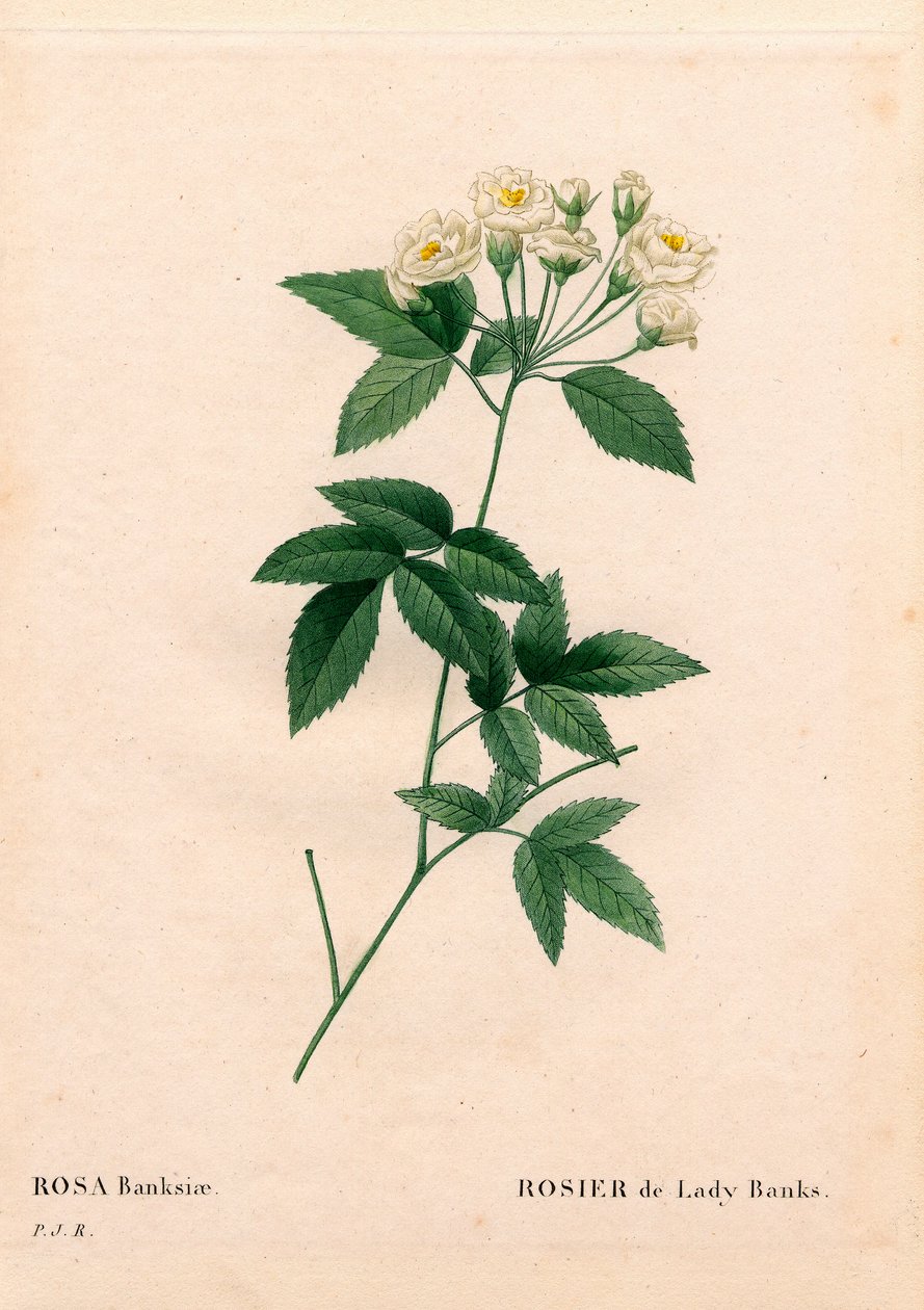 Rose Lady Banks, Rosa banksiae var. alba-plena - Pierre Joseph Redouté