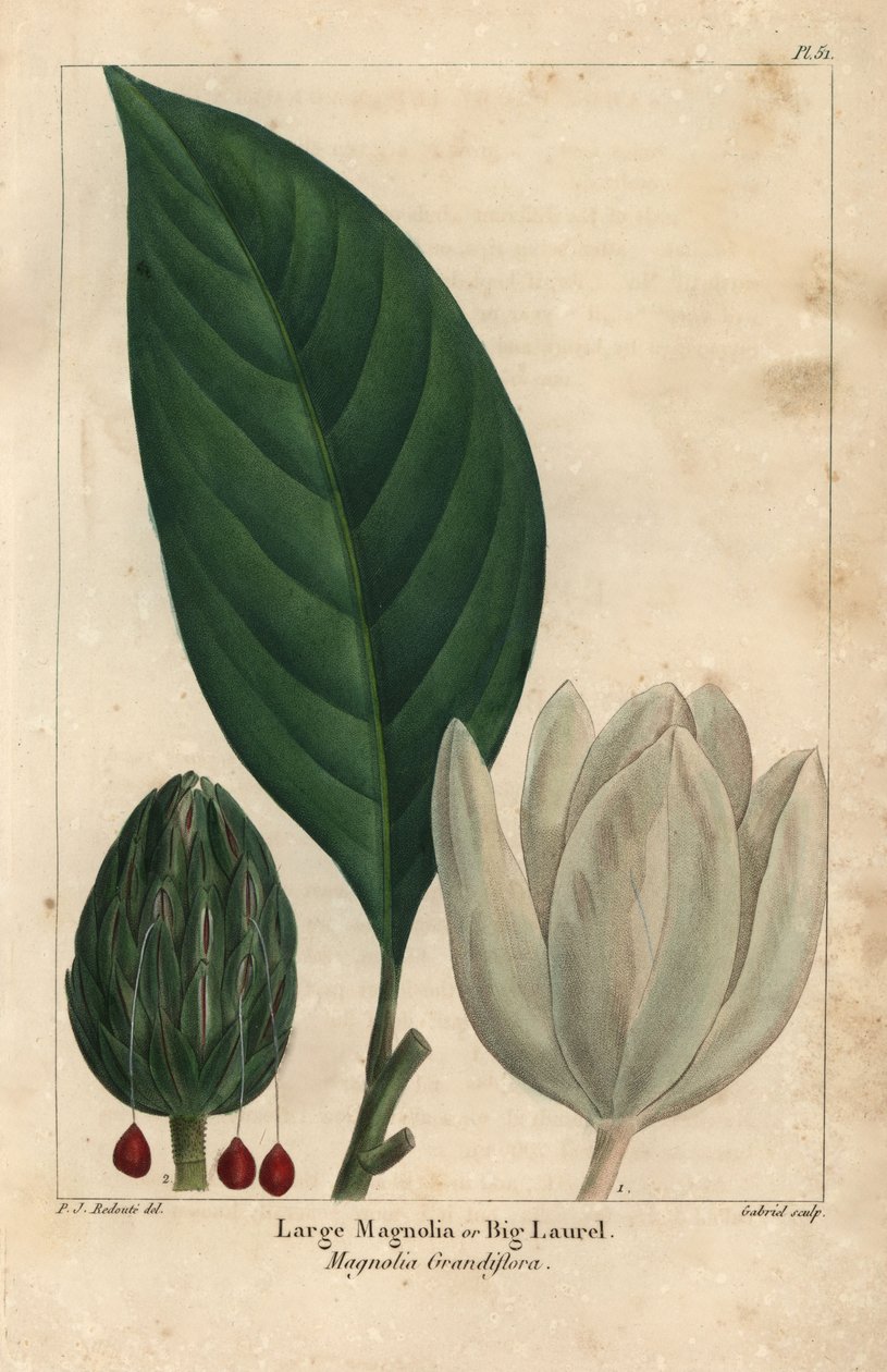 Grand magnolia, grand laurier, Magnolia grandiflora (gravure) - Pierre Joseph Redouté