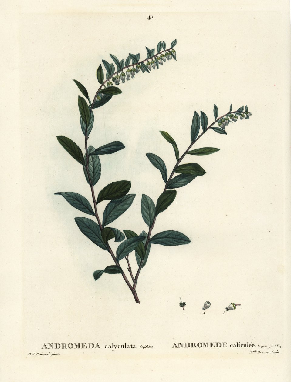 Chamaedaphne calyculata. Gravure en manière de crayon coloriée à la main par Miss Brenet d