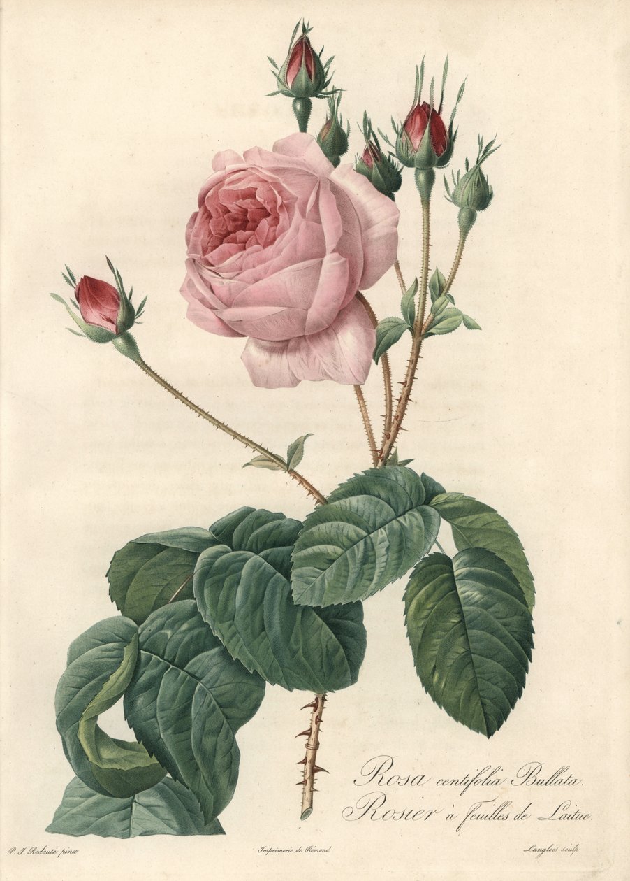 Rose feuille de laitue - Eau-forte de Langlois, d