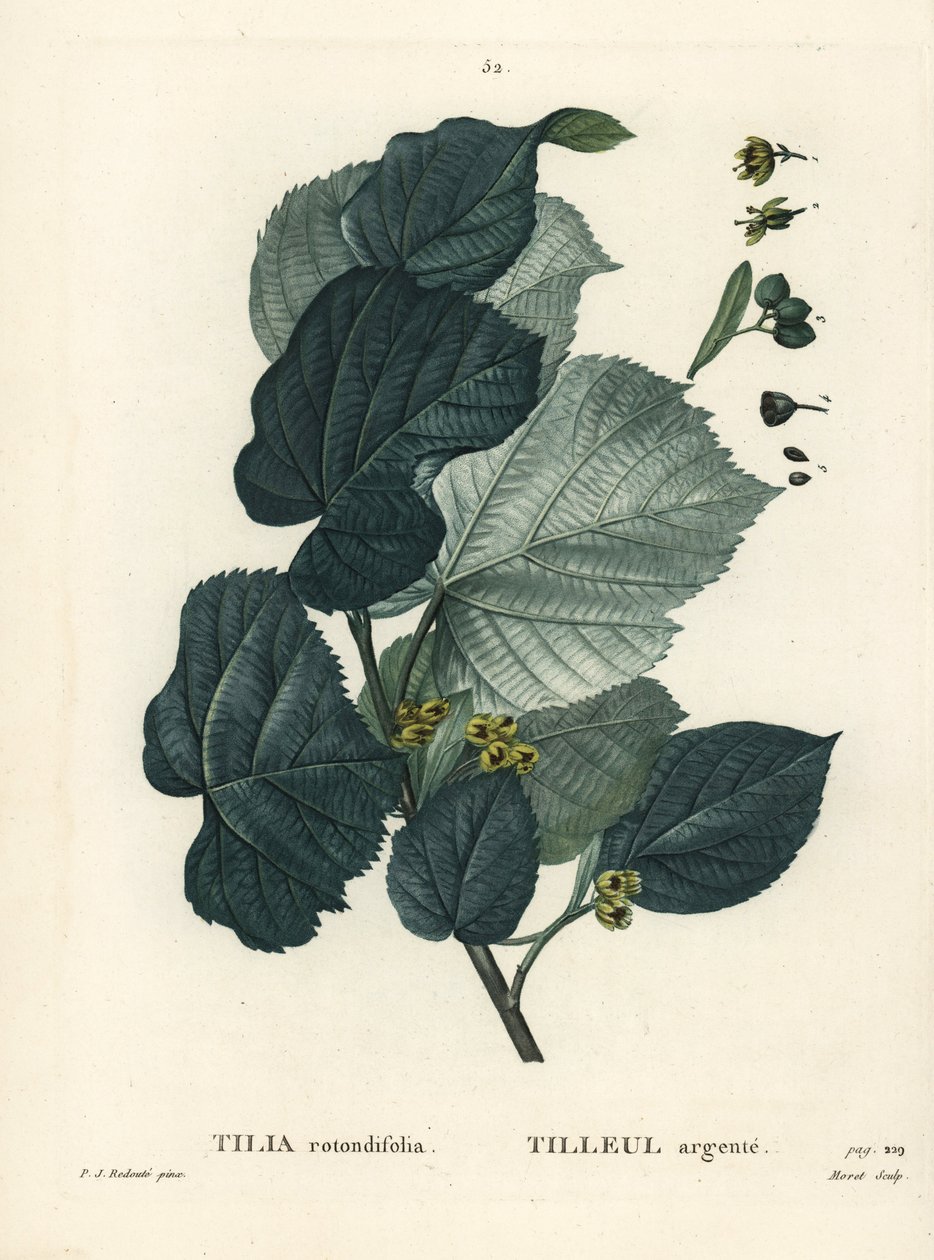 Tilleul, Tilia rotundifolia. Gravure en stipple colorée à la main par Moret d