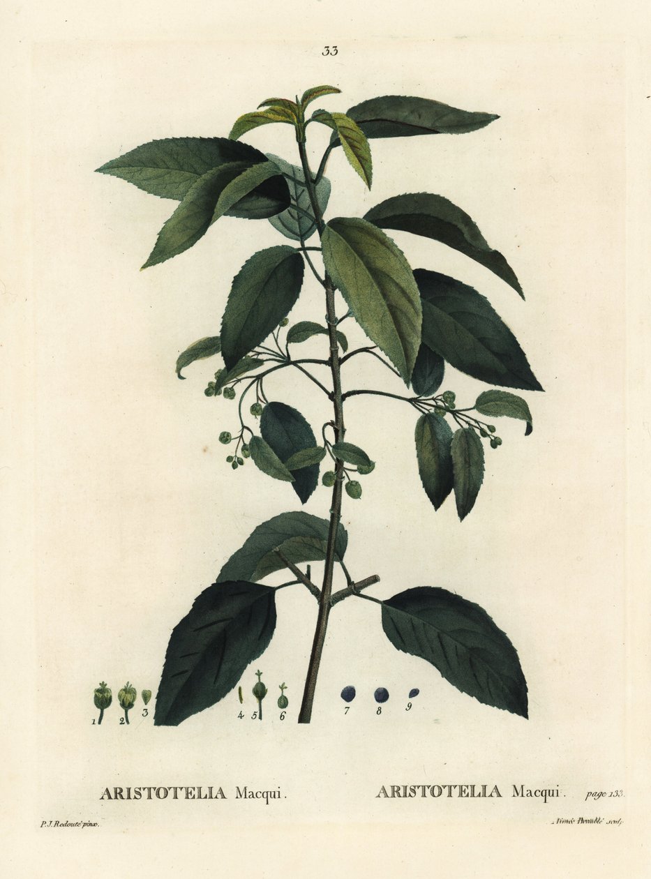 Maqui ou baie de vin chilienne, Aristotelia chilensis (Aristotelia macqui). Gravure en stipple colorée à la main par Aimée d