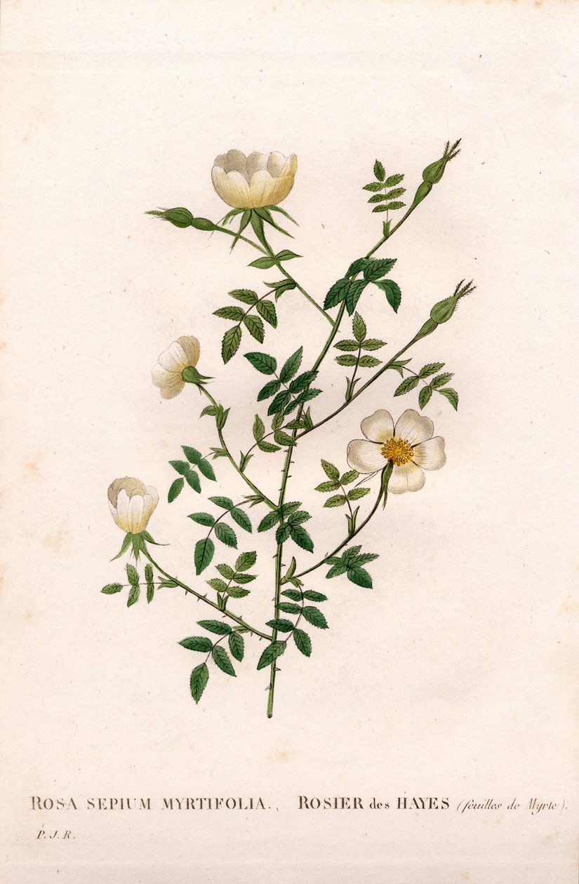 Rose des haies à feuilles de myrte, Rosa aggrestis variété, Rose des haies à feuilles de myrte. Gravure en taille-douce coloriée à la main de Pierre Joseph Redouté « Les Roses », Paris - Pierre Joseph Redouté