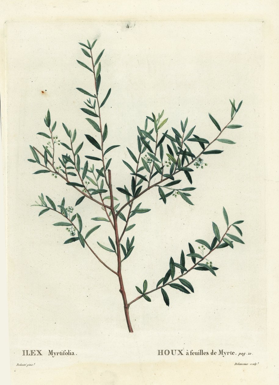 Houx myrte ou dahoon myrte, Ilex myrtifolia. Gravure en couleur par Delaneaux d