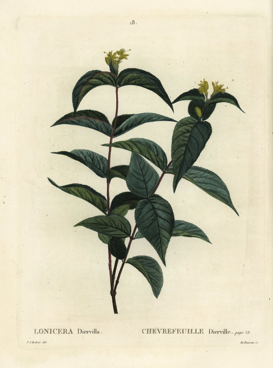 Chèvrefeuille du Nord, Diervilla lonicera (Lonicera diervilla). Gravure en couleur à la main par Du Ruisseau d