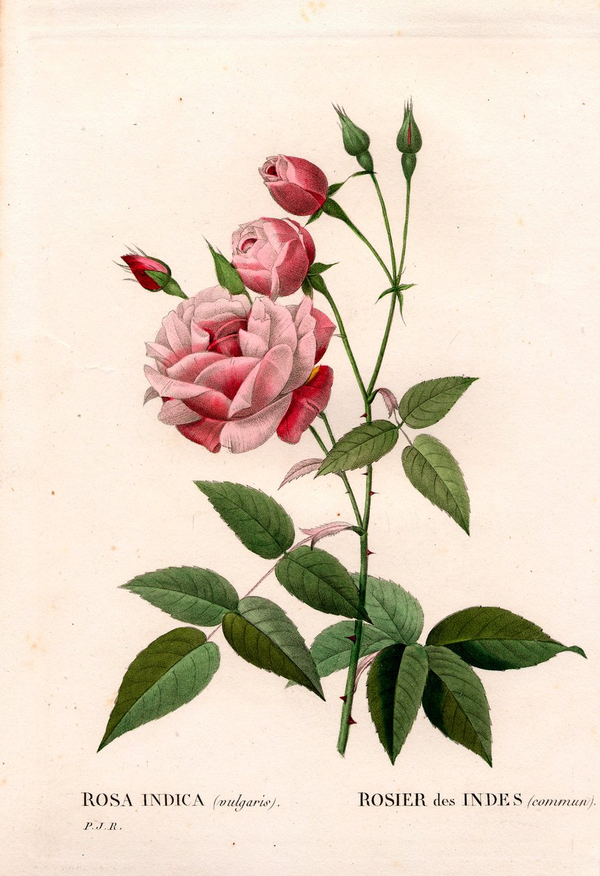 Rose ancienne, Rosa chinensis, Rose indienne commune. Gravure en taille-douce coloriée à la main de Pierre Joseph Redouté « Les Roses », Paris - Pierre Joseph Redouté