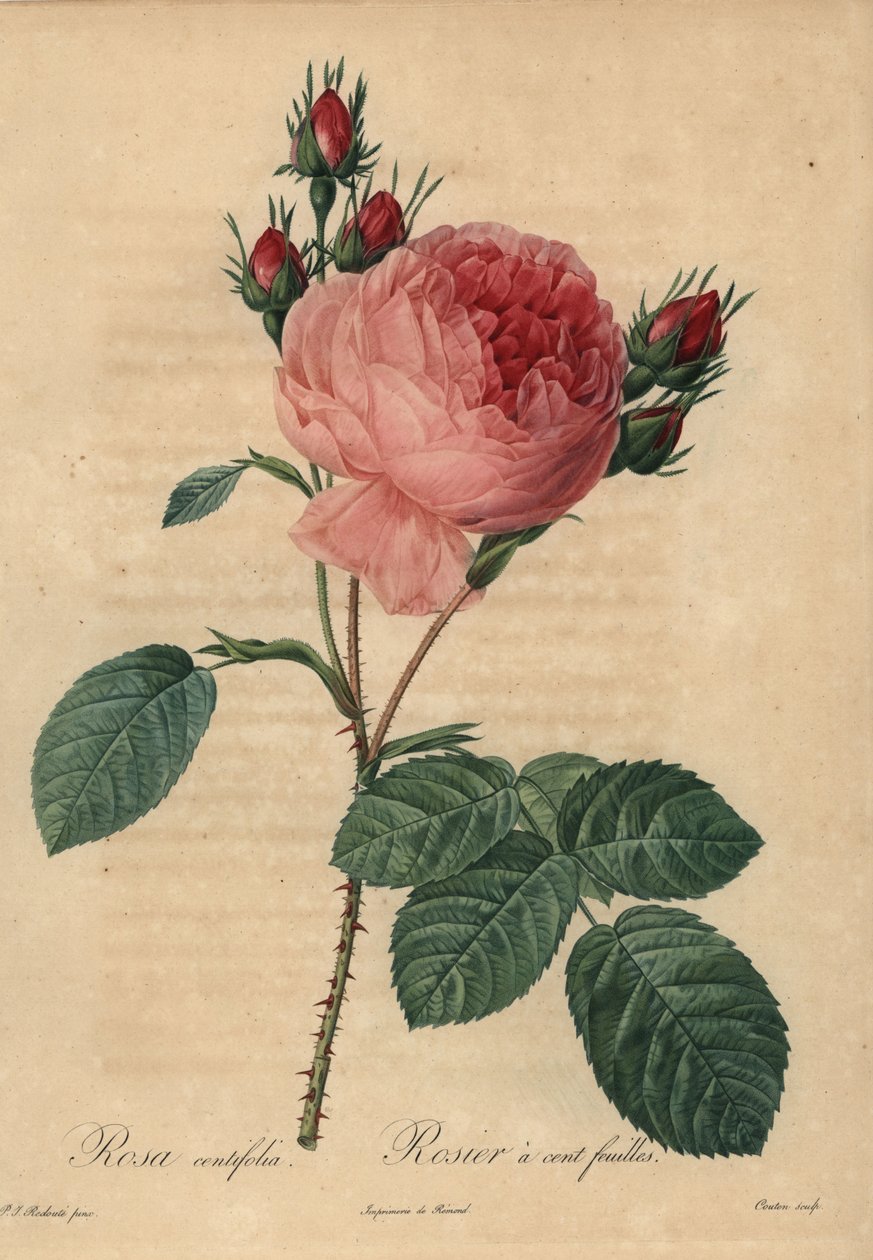 Rose chou rose ou rose de Provence, Rosa centifolia