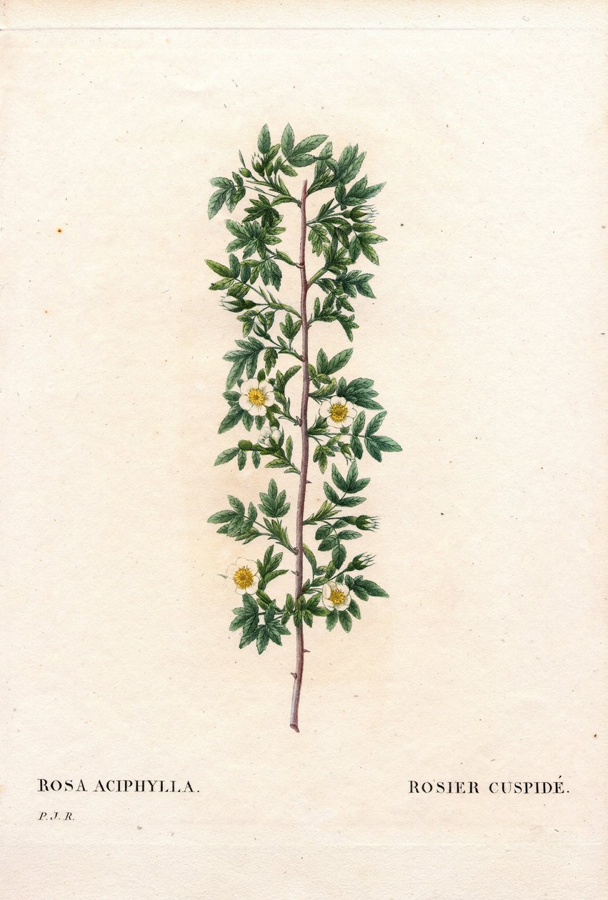 Rose cuspidée, Rosa canina variété. Rose cuspidée, Rosa aciphylla. Gravure en taille-douce coloriée à la main de Pierre Joseph Redouté « Les Roses » - Pierre Joseph Redouté