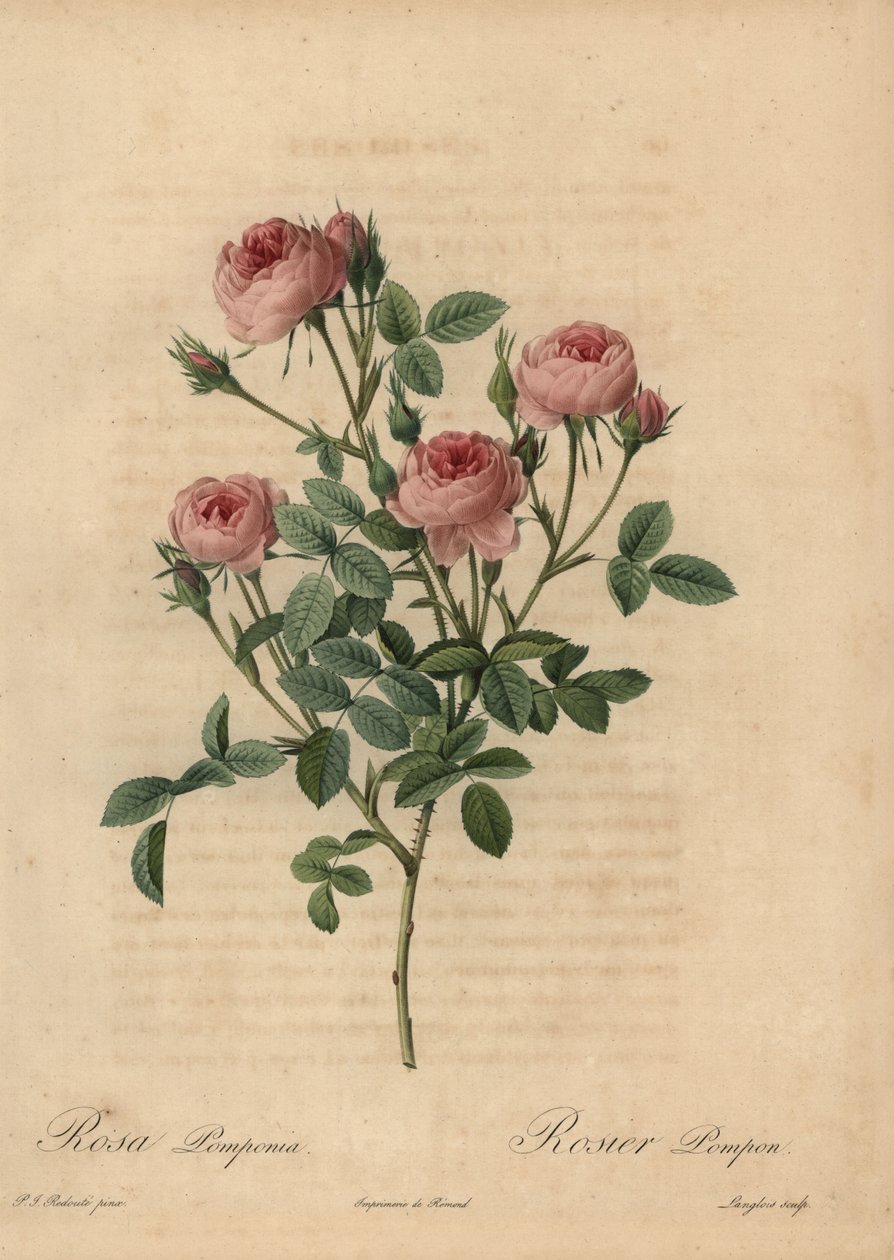 Rose pompon rose, Rosa centifolia - Pierre Joseph Redouté