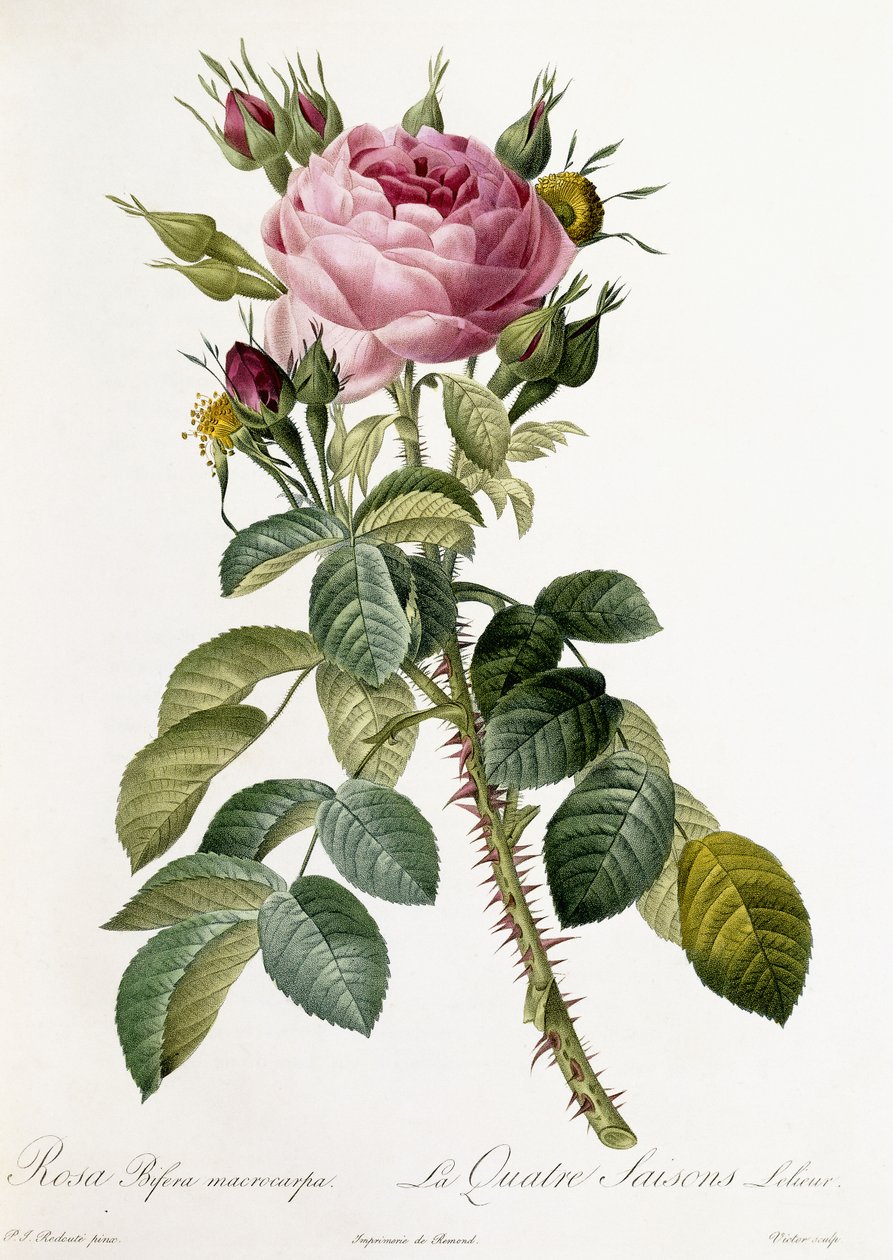 Rosa Bifera macrocarpa, 1817-1824 - Pierre-Joseph Redouté