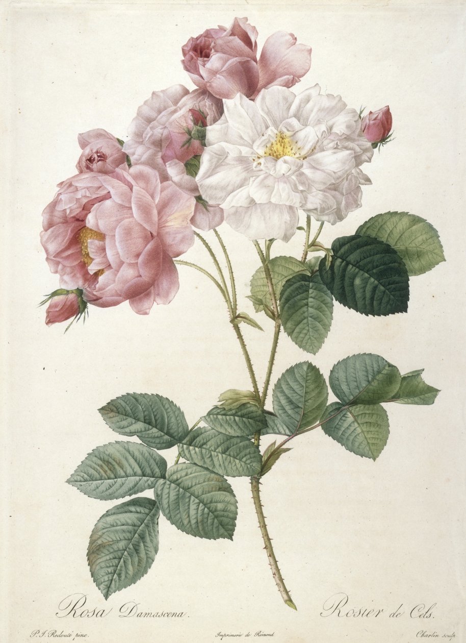 Rosa Damascena, Rosier de Cels, du Les Roses, 1817-24 - Pierre Joseph Redouté