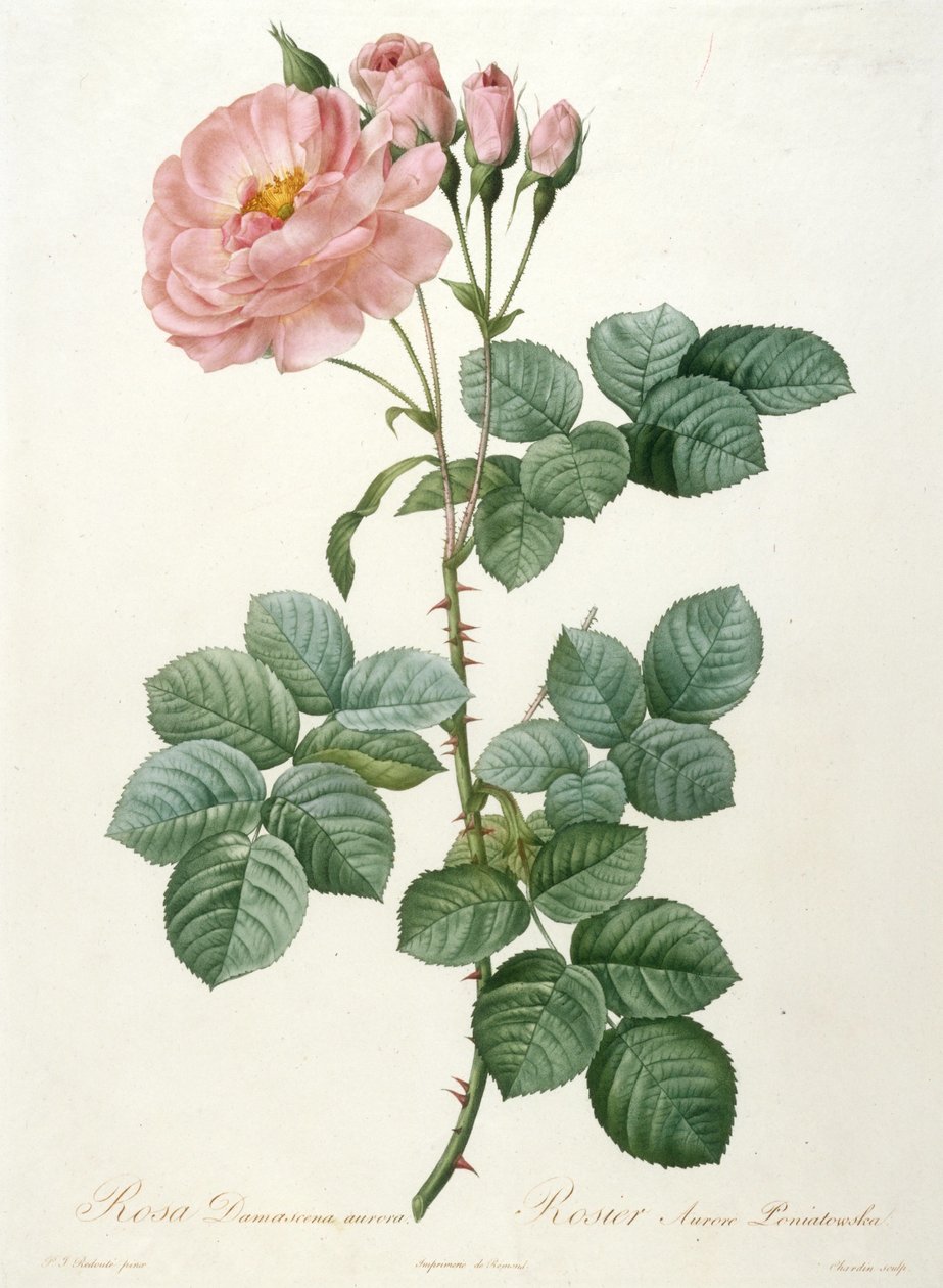 Rosa Damascena aurora, Rosier Aurore Poniatowska De La Couronne de roses, 1817-1824 - Pierre Joseph Redouté